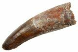 Fossil Spinosaurus Tooth - Real Dinosaur Tooth #330029-1